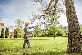 How Our Tree Care Process Works  in Hillsboro, MO